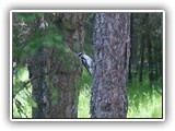 Farragut Woodpecker