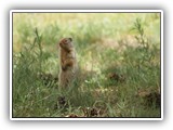 Farragut Ground Squirrel