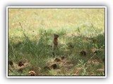 Farragut Ground Squirrel