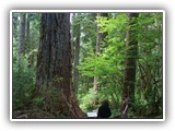 Hoh Rain Forest