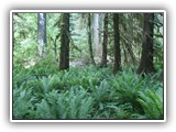 Hoh Rain Forest