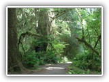 Hoh Rain Forest