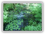 Hoh Rain Forest