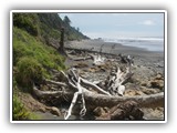 Kalaloch Beach