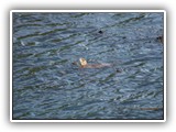 Salt Creek Otter