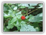 SalmonBerry