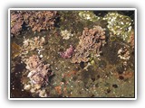 Tide Pool at Salt Creek