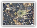 Salt Creek Tide Pool