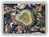 Salt Creek Tide Pool