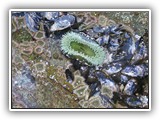 Salt Creek Tide Pool