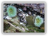 Salt Creek Tide Pool