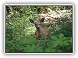 Salt Creek Deer