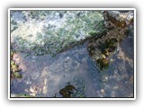 Tide Pool at Salt Creek