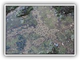 Tide Pool at Salt Creek